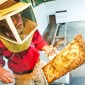 Helping Hawaii, One Bite at a Time: Big Island Agriculture