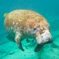 Manatee Madness in Florida