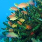 Consider My Mind Blown: Diving in Donsol