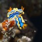 Diving in Malapascua