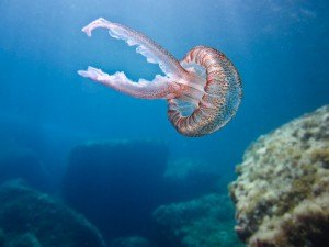 scuba ibiza