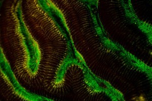 UV Night Dive Koh Tao