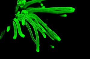 UV Night Dive Koh Tao