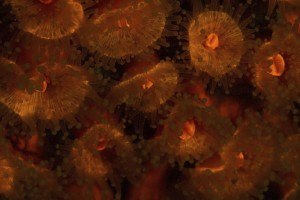 UV Night Diving Koh Tao