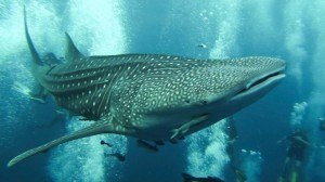 Whale Shark Koh Tao