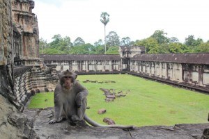 Monkey at Angkor Wat
