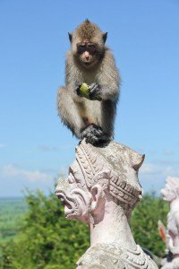 Battambang Monkey