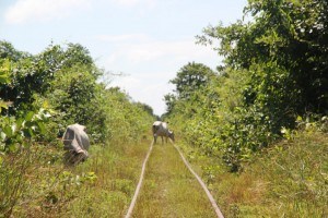Bamboo Train Battambang