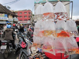 Dalat Central Market