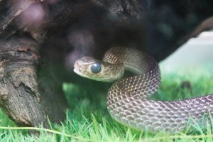 Snake House Sihanoukville
