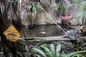 Snake House Sihanoukville