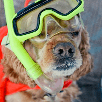 Scuba Dog