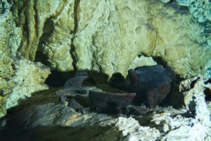 Carwash Cenote, Scuba Diving in Tulum