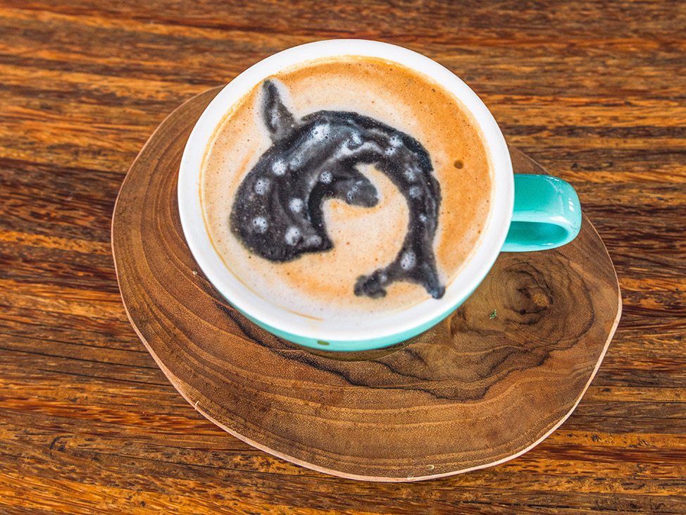 Whalehark coffee art
