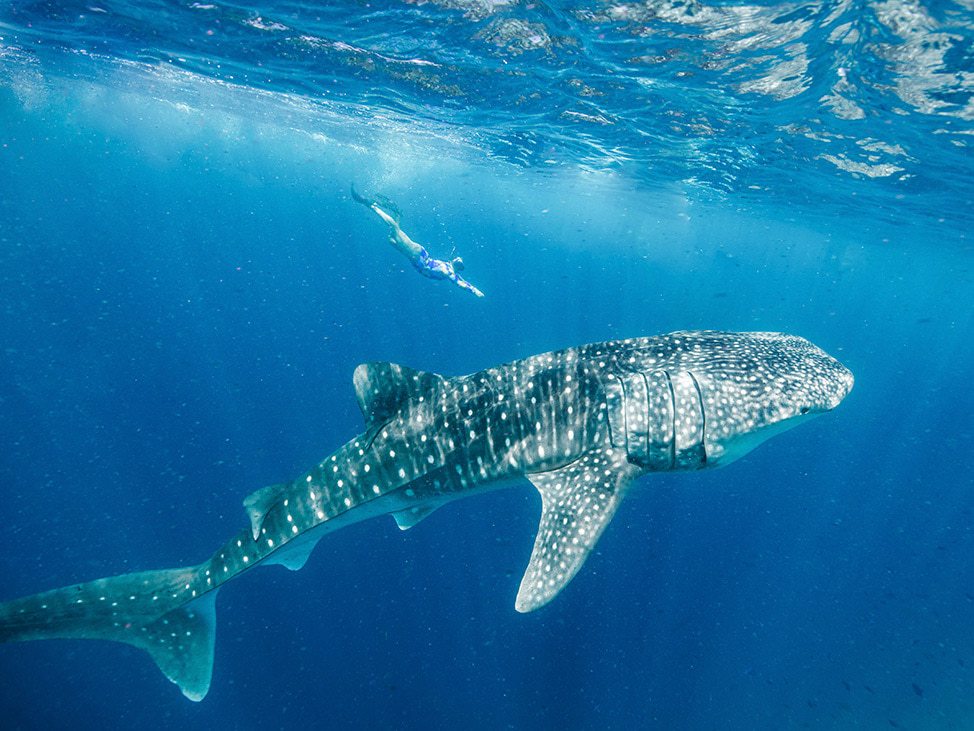Whale shark and freediver