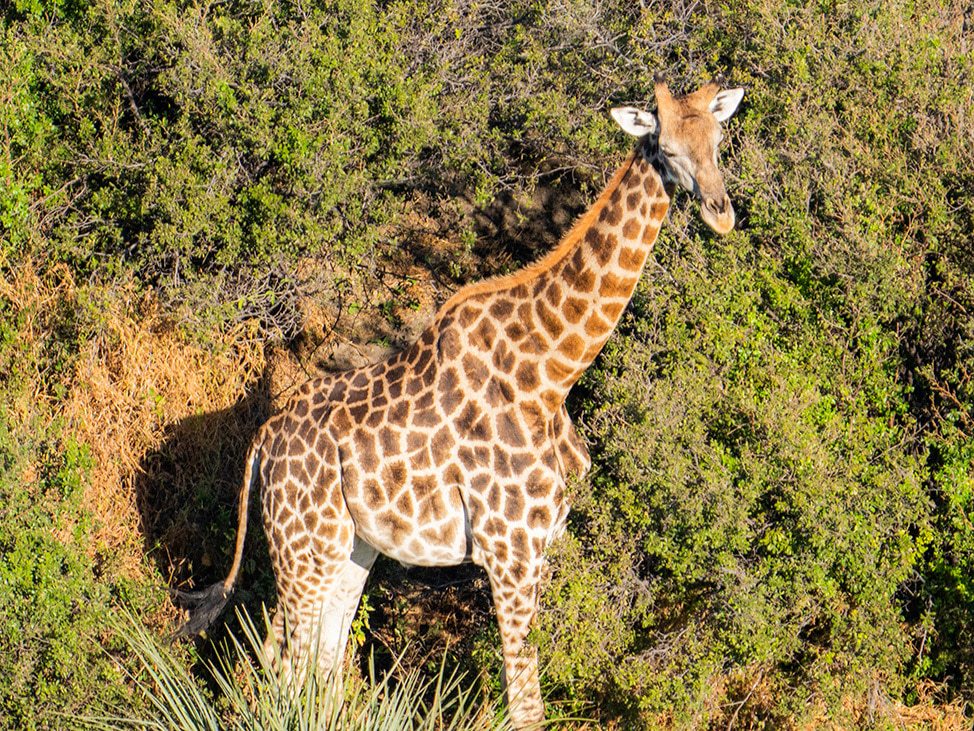 Giraffe in Botswana