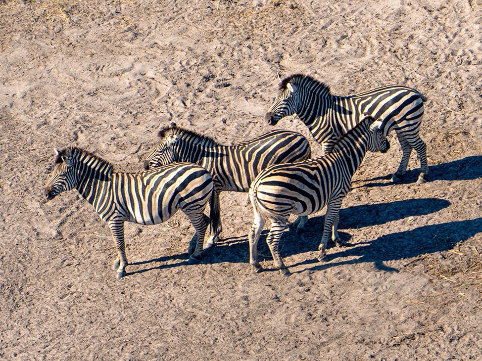 Aerial shot of 4 zebras Botswana
