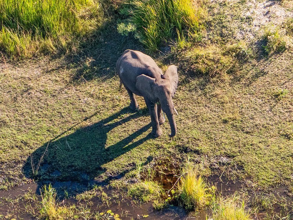 Aerial photo of elephant Botswana pt