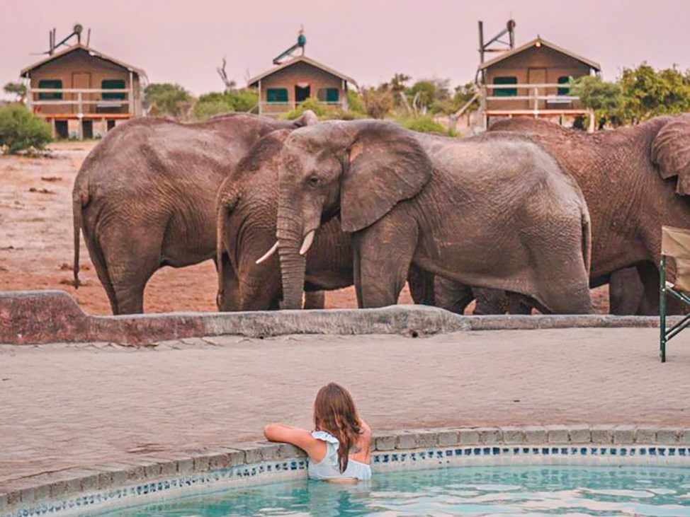 Woman in outdoor pool looking at 4 elephants