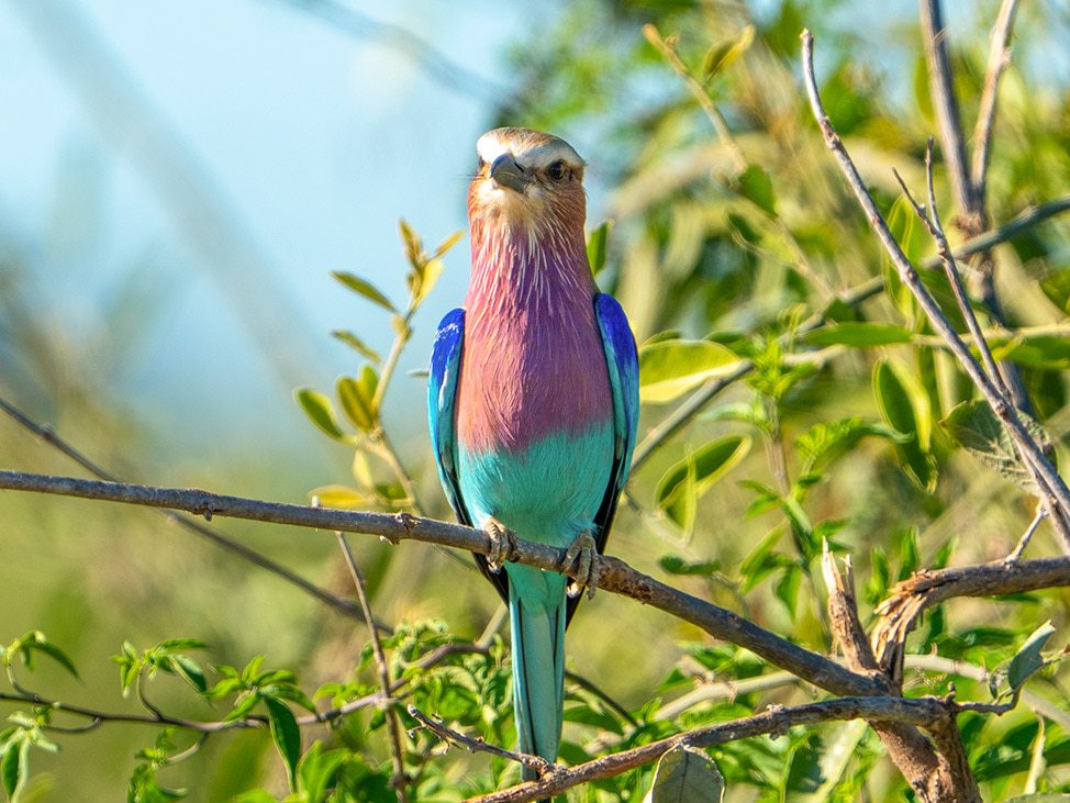 Colorful bird Botswana