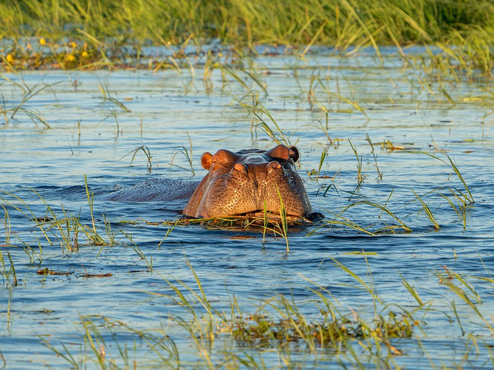 Hippo in the water Botswana