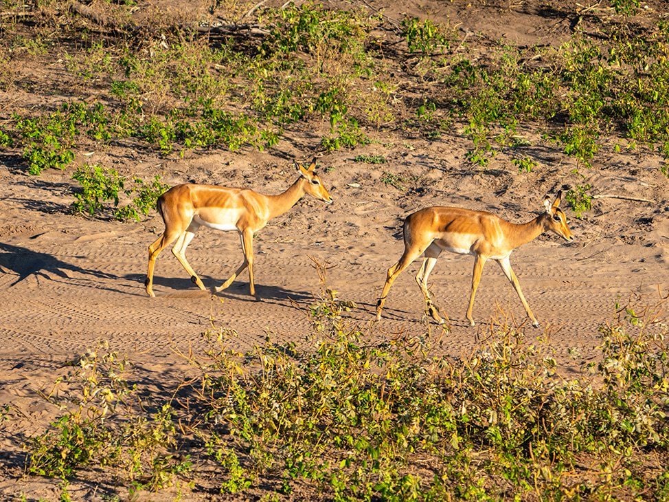 2 Antelope Botswana 
