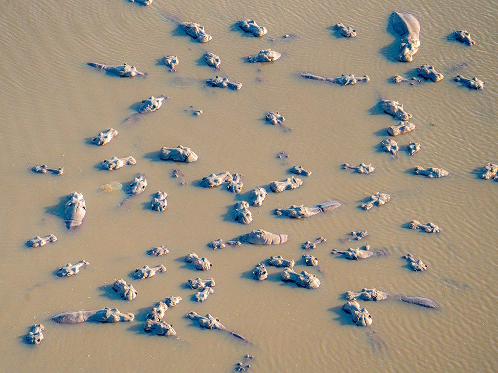 Herd of hippos in the water Botswana