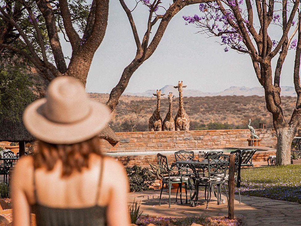Woman looking at 3 giraffes Namibia