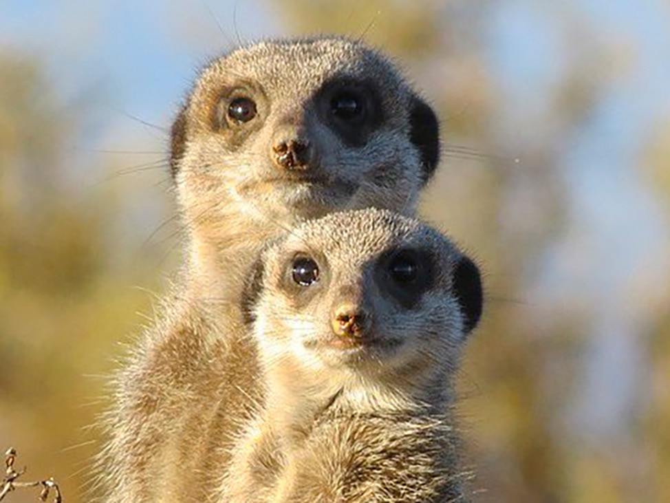 Namibia 2 meerkats