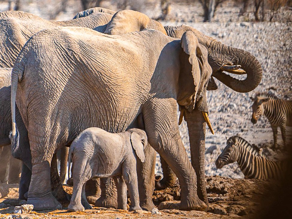 Elephants and zebras Namibia