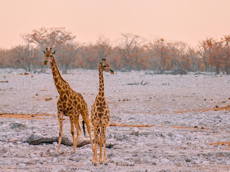 2 giraffes in Namibia