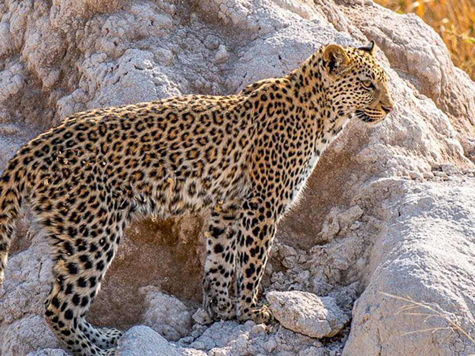 Leopard in Namibia