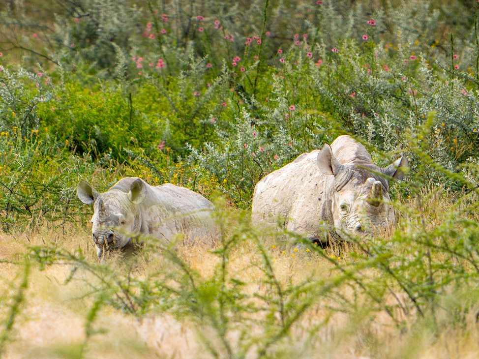 2 rhinos in Namibia