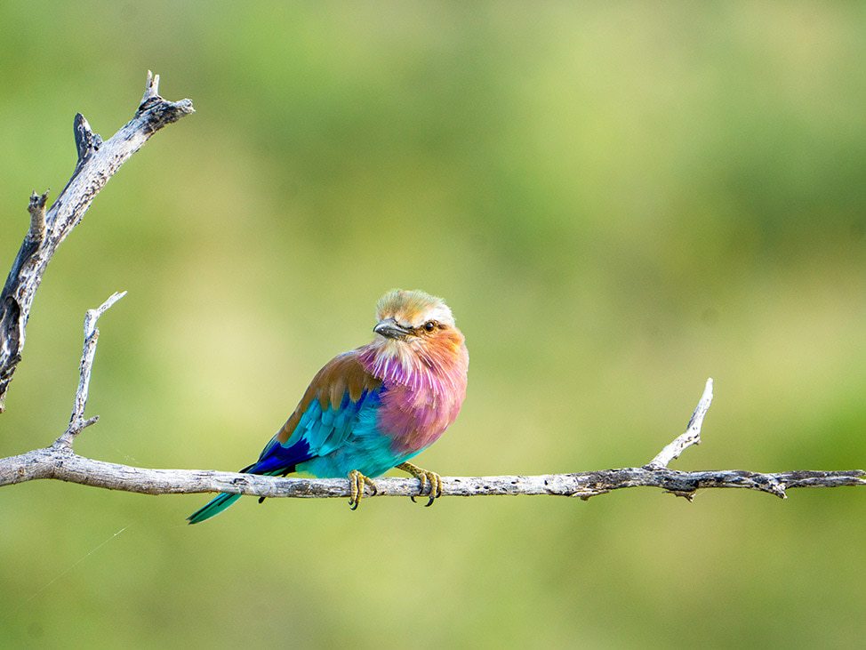 Colorful bird on branch Namibia