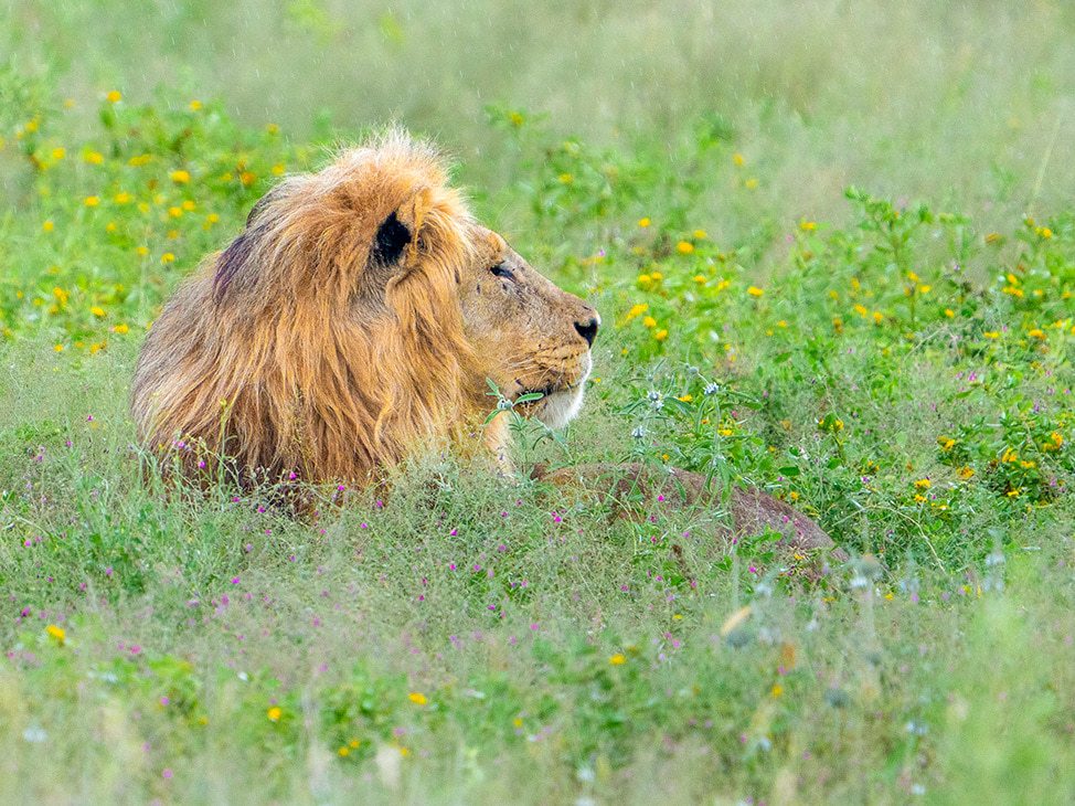 Male lion in the grass Namibia