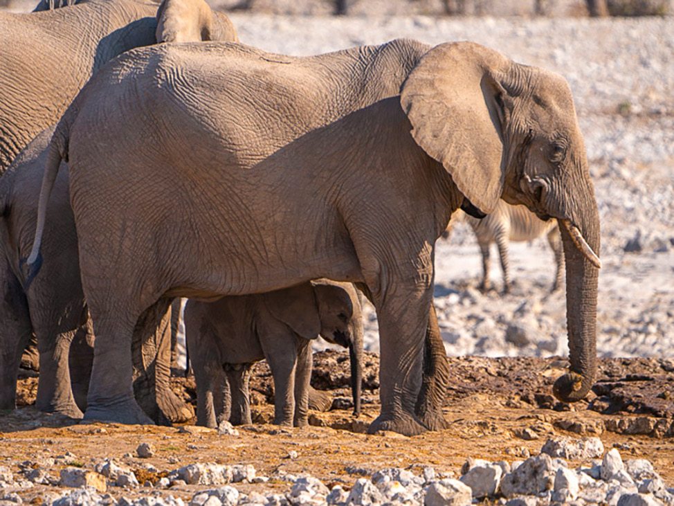 Elephant mother and baby Namibia