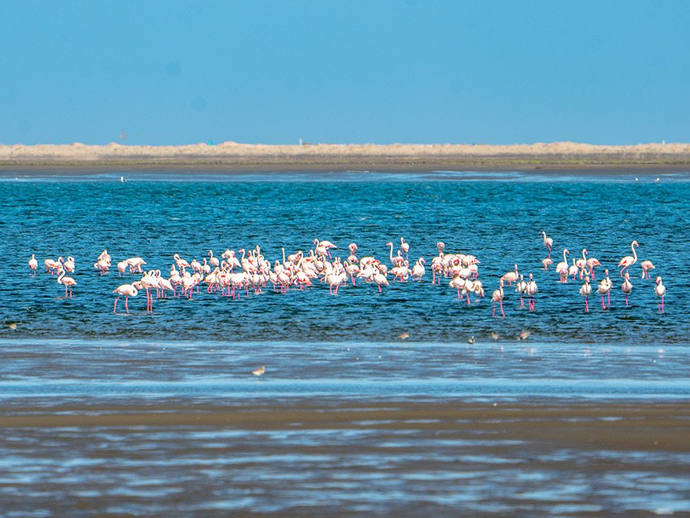 Flamingos in the water Namibia