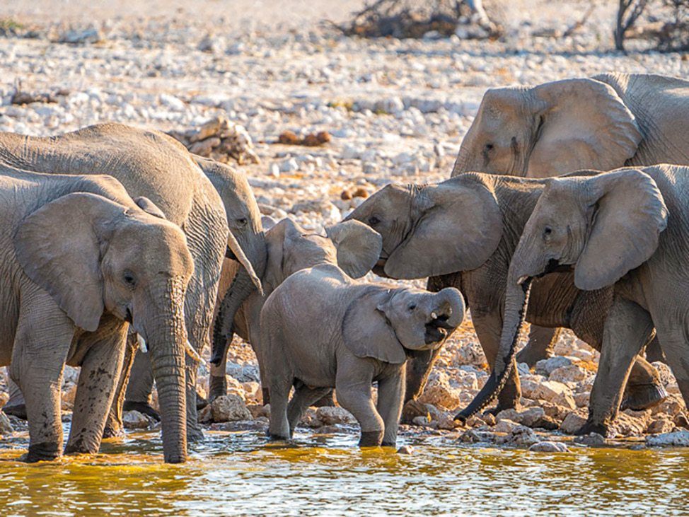 Elephants by the water Namibia