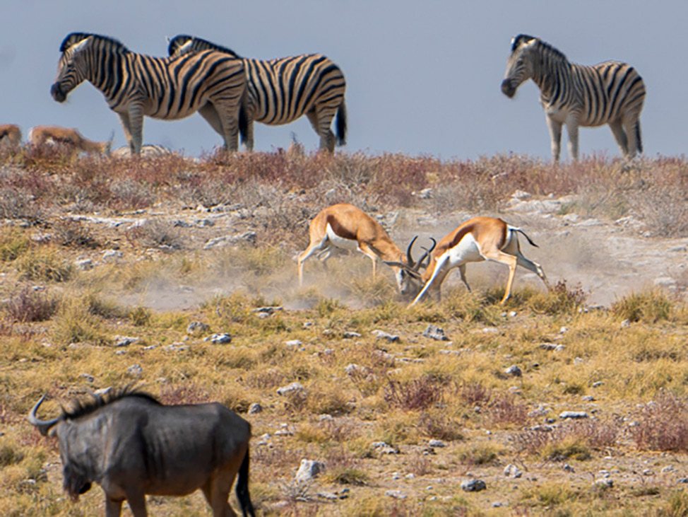 Zebra, antelope and buffalo in Namibia wild