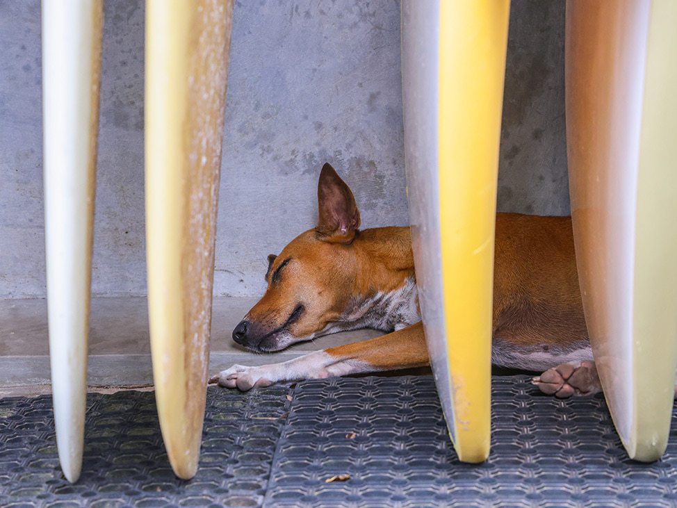 Dog sleeping behind surfboards in Sri Lanka