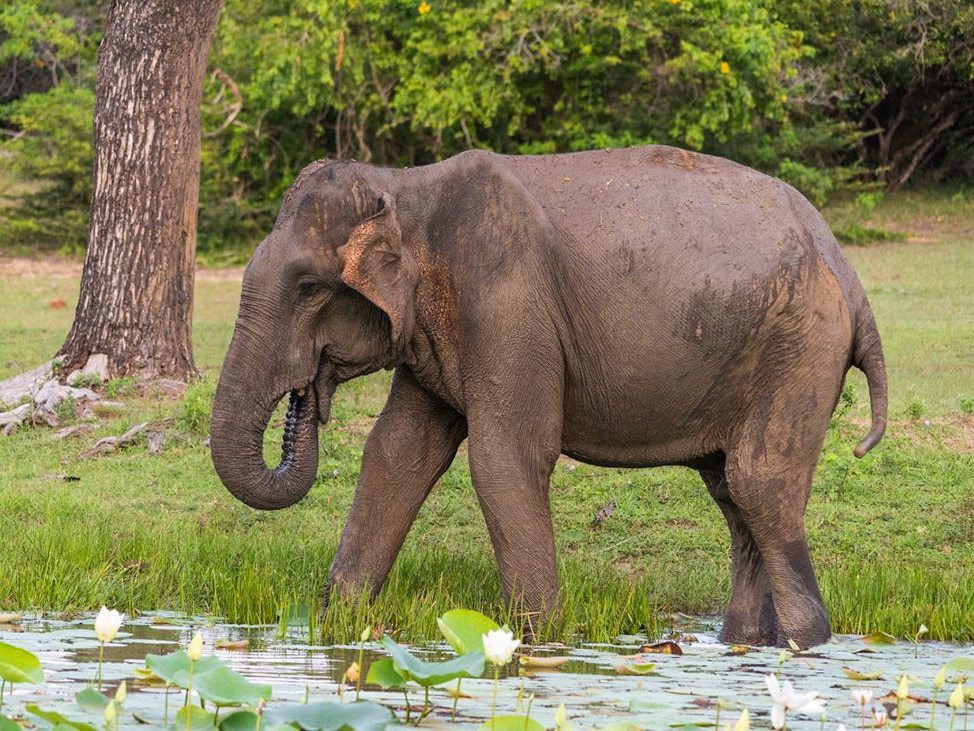 Sri Lankan Elephant