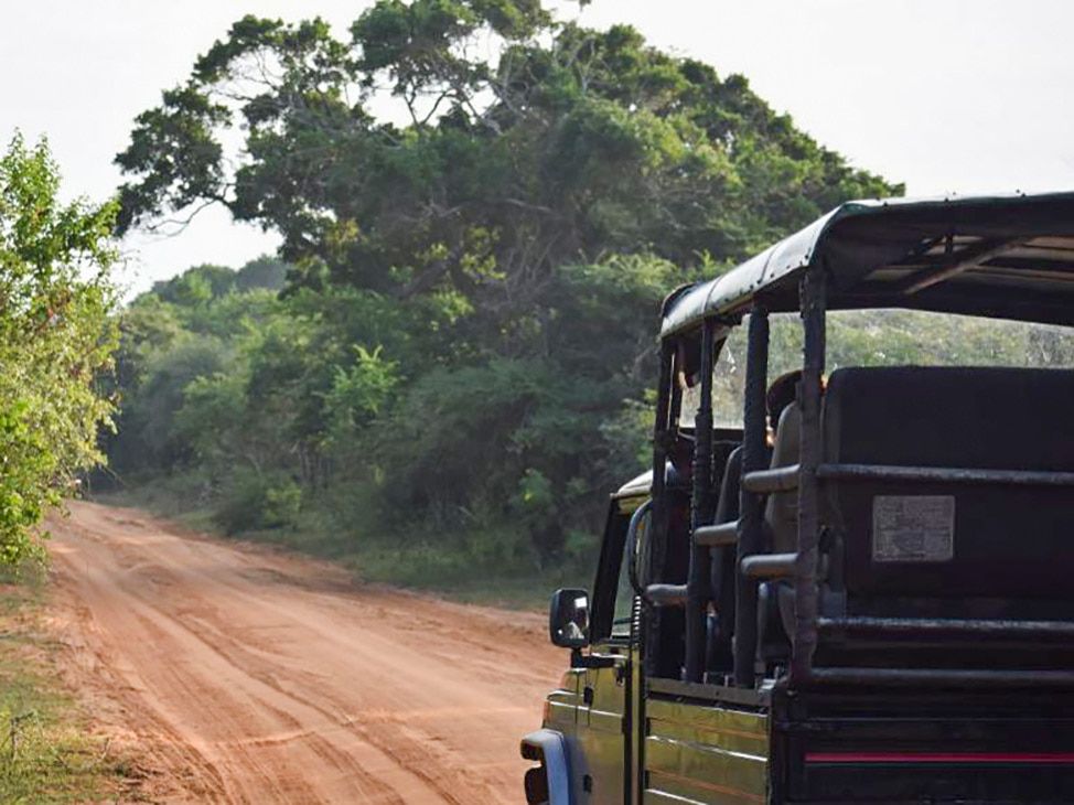 Sri Lankan Safari