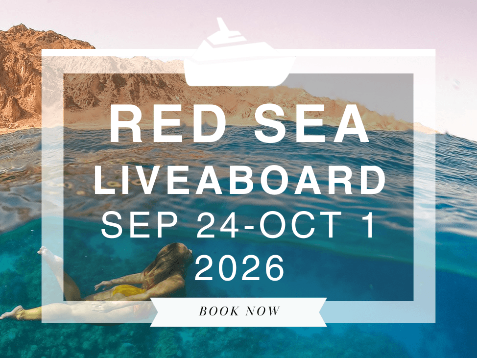 Wander Women Red Sea: A Dive + Yoga Liveaboard 2026