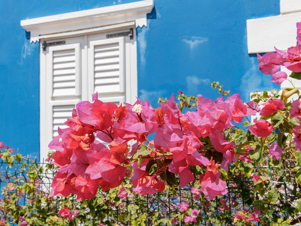 The Colors of Curacao