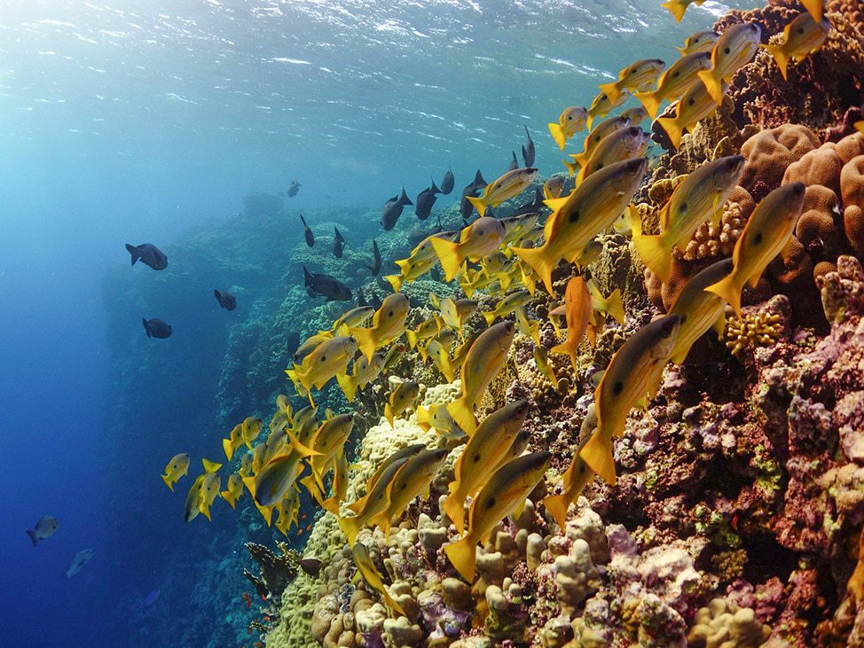 Red Sea fish and reef