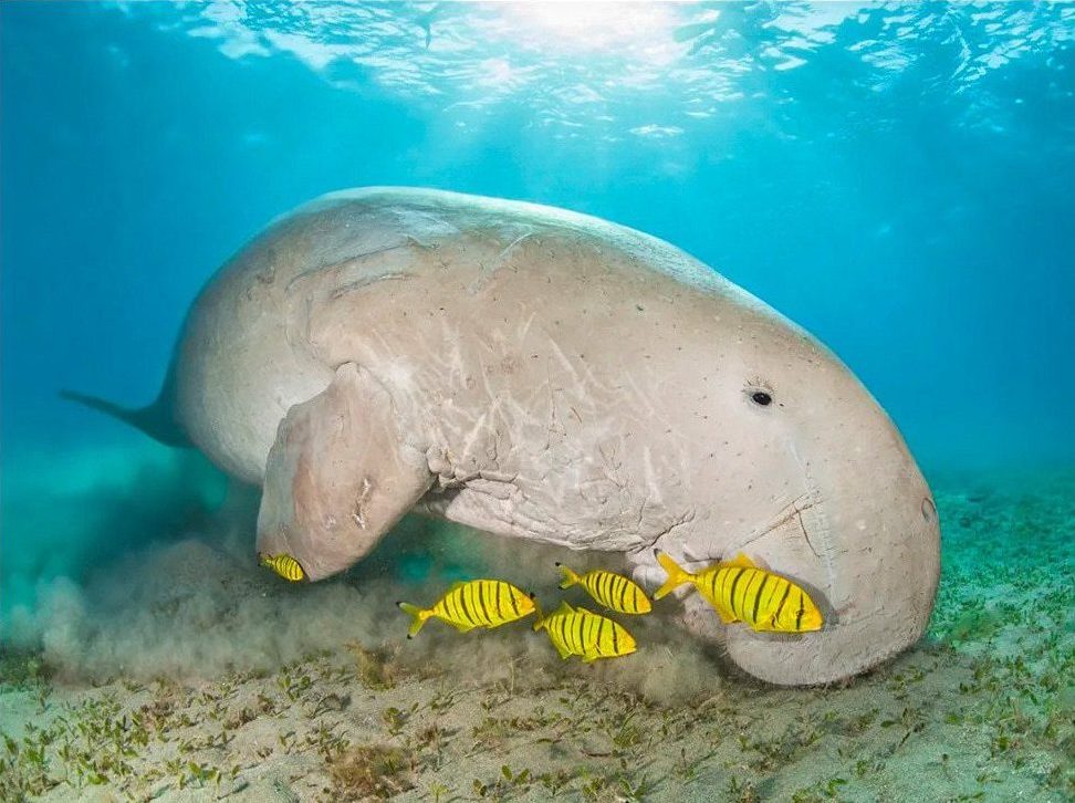 Red Sea dugong