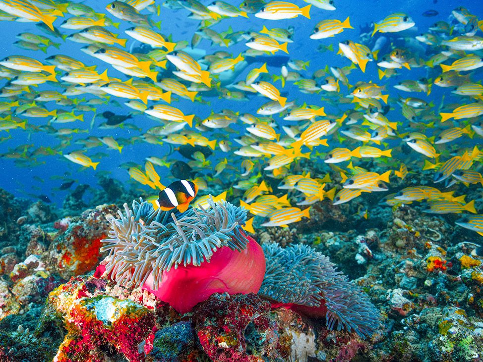 Red Sea Diving Reef and Fish