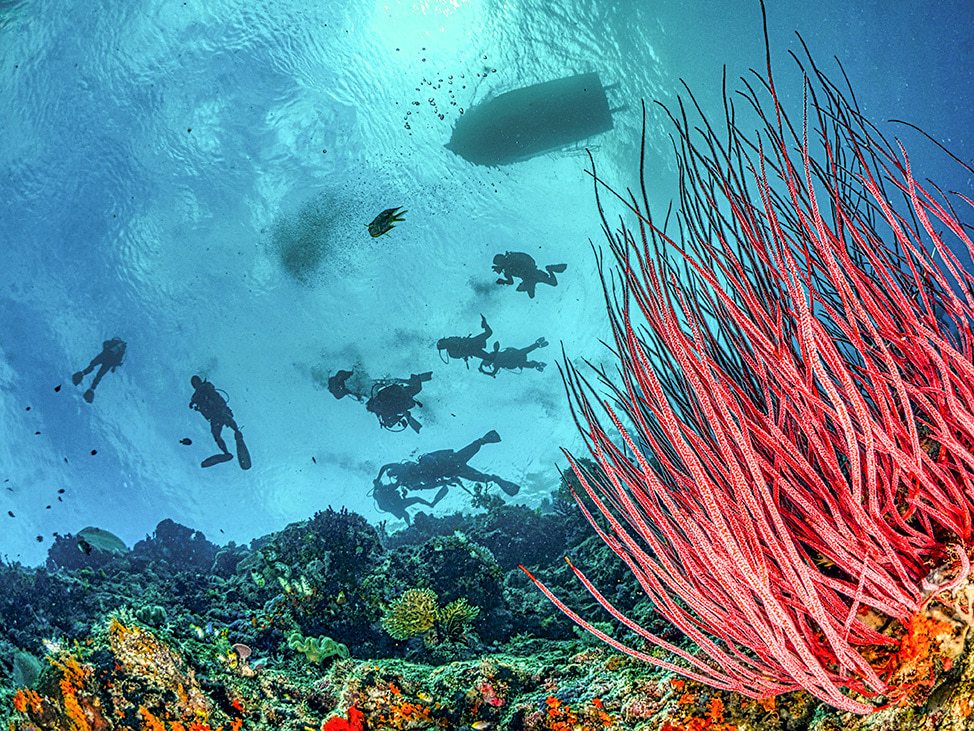 Women's group diving in the Red Sea
