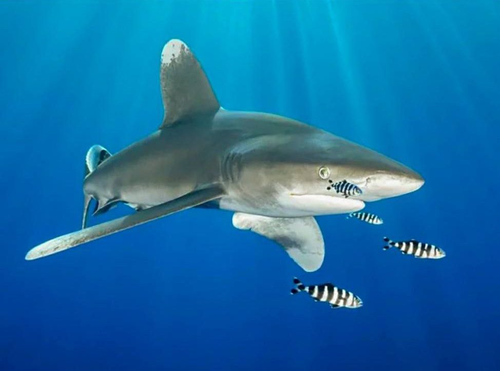 Reef shark in Red Sea