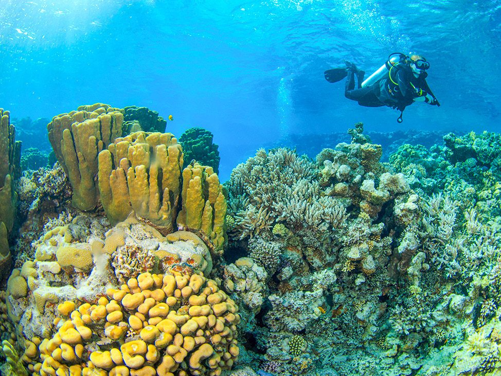Coral reef and sponges Red Sea